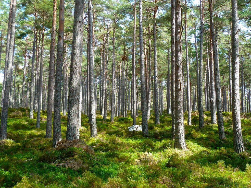gestion documentaire durable, forêt 